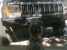 The Skunk Killer's alarm system.  The dog on the bungee cord is known as Doorbell.