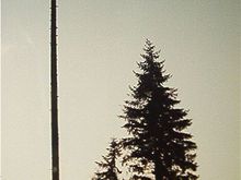 Flag tree. Found while wheeling on 9-11