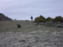 My wife kneeling over looking at Petrified wood pieces... on some of these hills/mountains they are everywhere