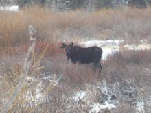 Moose
04/02/2011