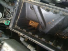 Critters living in my air box