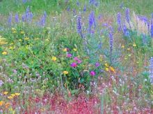 wild flowers 2