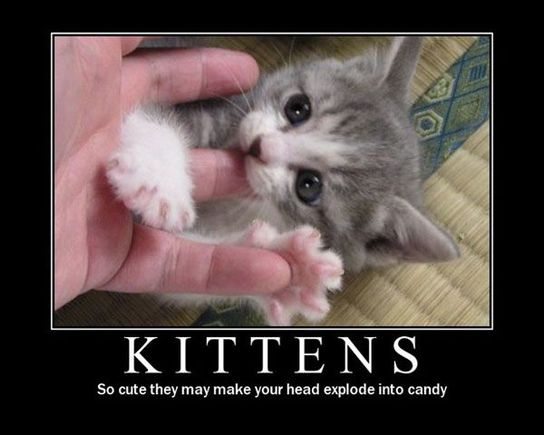 kittens r cute