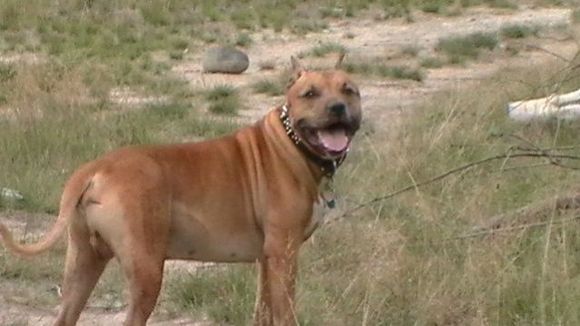 This is my other baby. His name is Diesel, he's an 8 year old American Staffordshire Terrier. And is basically the best dog that ever lived. :)