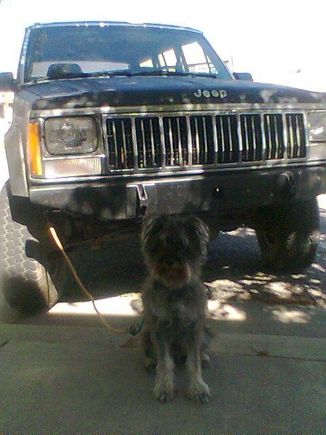 The Skunk Killer's alarm system.  The dog on the bungee cord is known as Doorbell.
