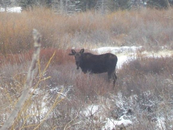 Moose
04/02/2011