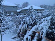 Our Junipers under the weight of the snow