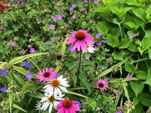 The corn flowers are in bloom