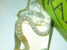vodka with rattlesnakes