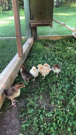 Little guys in their new home, free range once the garden is installed