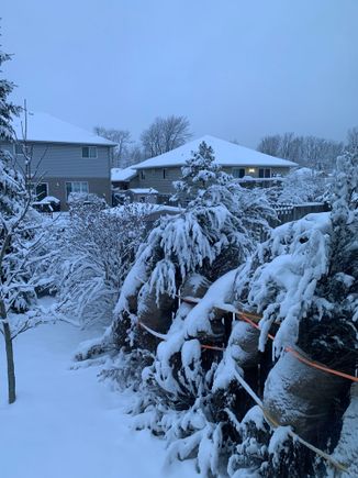 Our Junipers under the weight of the snow