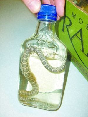 vodka with rattlesnakes