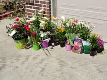 Roses, Lilies, Daisies and tulips of assorted variety
