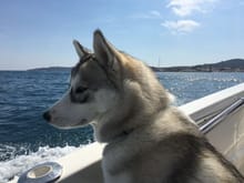 my Husky taking the boat on french riviera