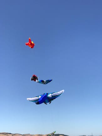 Huge kites being flown