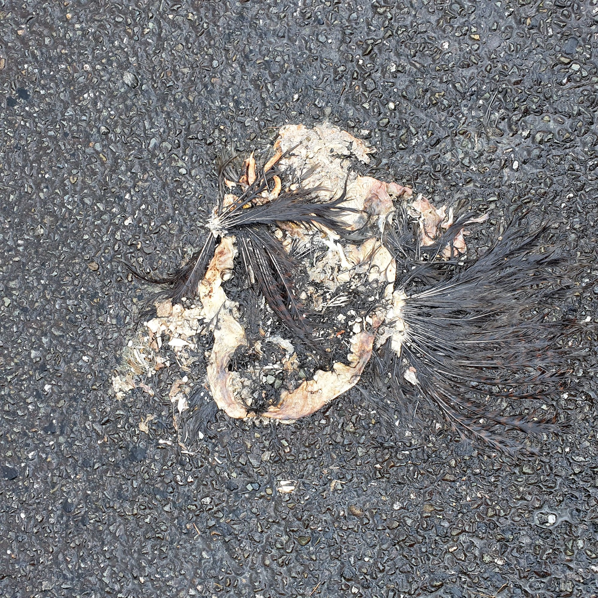 Roadkill? 