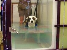 Harvey in Rehab on Treadmill in water (aug 08)