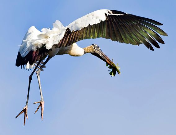 Wood Stork