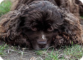 Charlotte - beloved cocker spaniel
