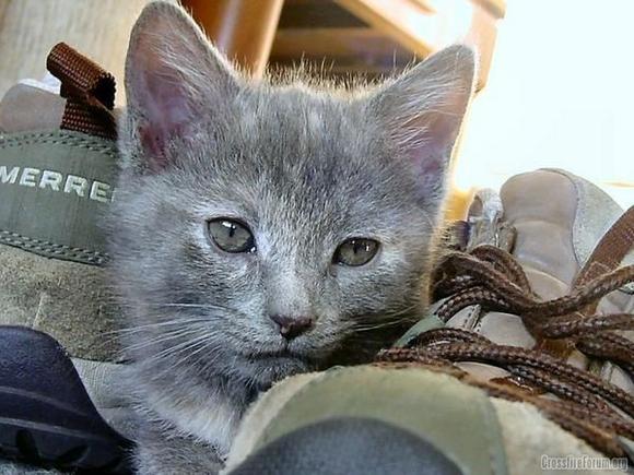 kitten06