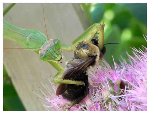 mantis05
