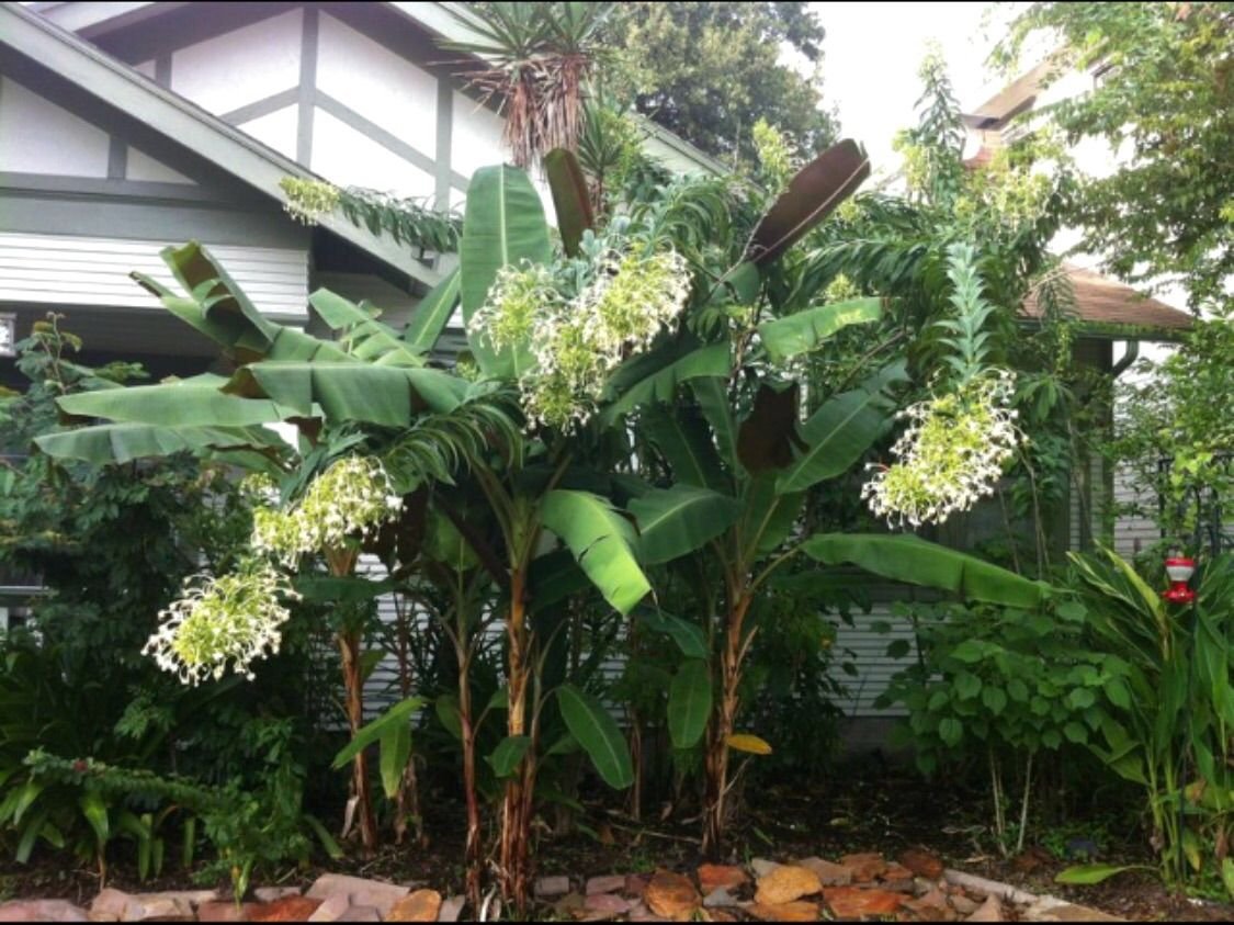 Front of house, banana trees a... photo by rjuddharrison on Garden Showcase