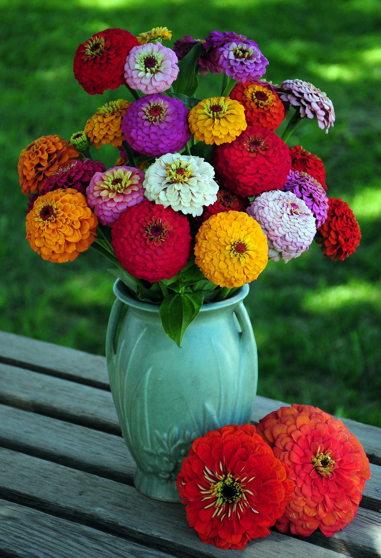 Lilliput Zinnias with a couple... photo by c3b9350b8f764d78a9e7