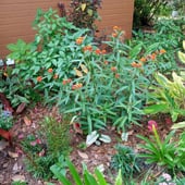 Bed in front of the house.  Butterfly weed, strobilanthe, shell ginger, agapanthus