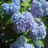 Hydrangea "Nikko Blue"