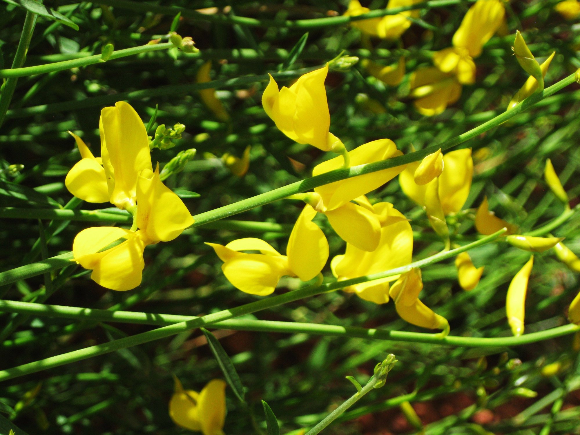 Spanish Broom flowers photo by dovecenter on Garden Showcase