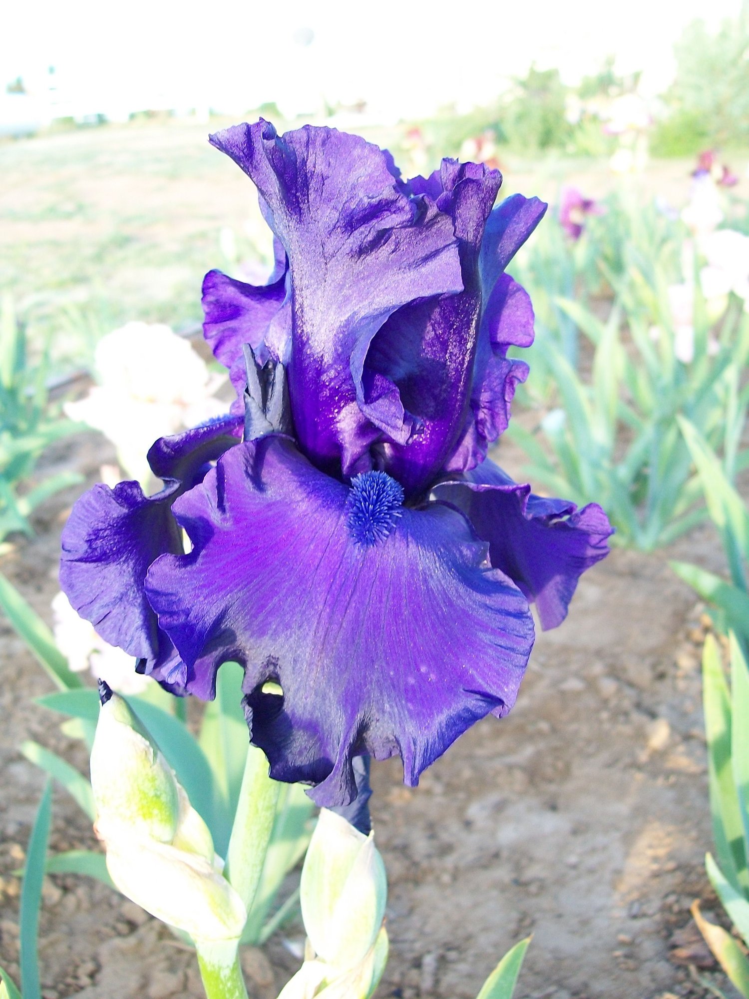 Dusky Challenger photo by milehighgardner on Garden Showcase