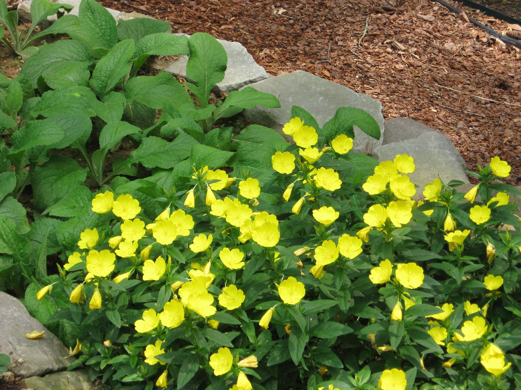 Sundrops (aka Missouri Primros photo by walkerh282 on Garden Showcase