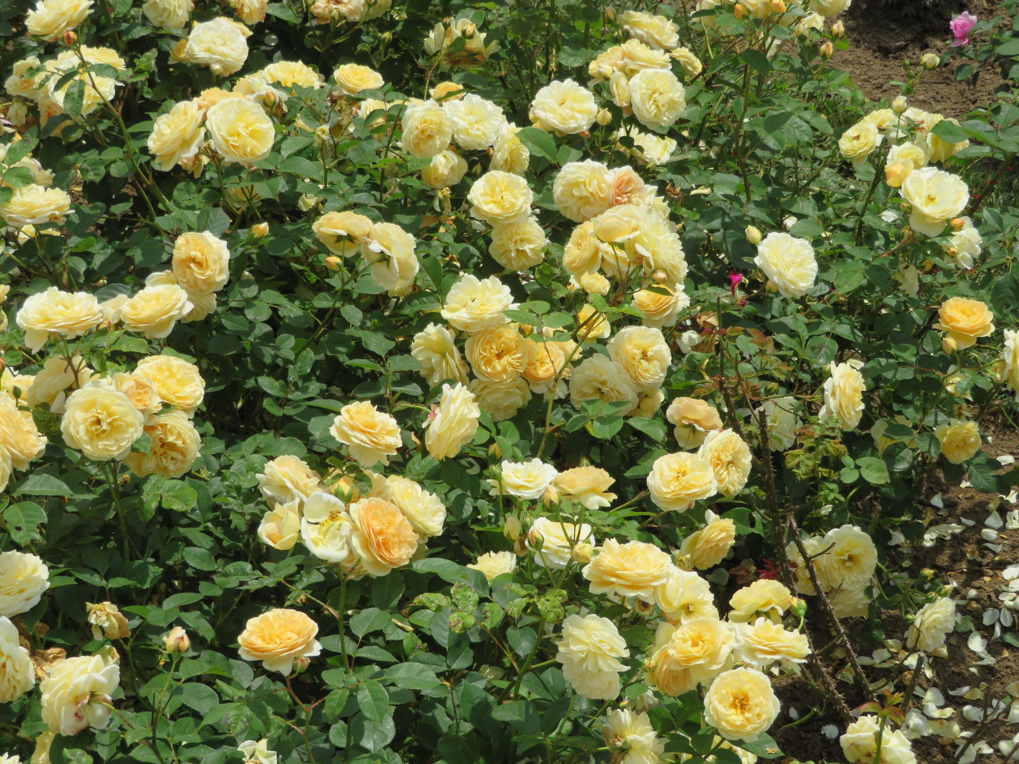 california sea of roses