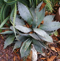 Agave titanota. This plant (and not its suckers) was first plant taken to Acton... sitting in pot on deck waiting to be put in ground somewhere.