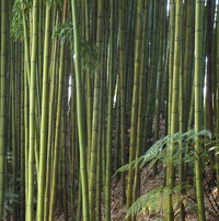 Running Bamboo