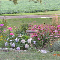 Round garden with hydrangeas, phlox, echinacea.