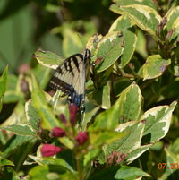 Swallowtail in variegated weigela