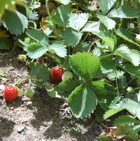 Fragaria x asanassa 'Tristar' still producing fruit in September.