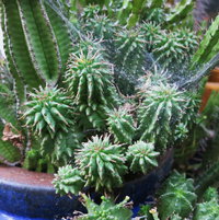 Euphorbia Twinkle Twirl (maybe)