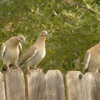 White-winged Dove (Zenaida asiatica)