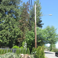 May 12, 2012: cut tree