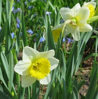 daffodil 'Ice Follies'