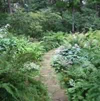 path, back garden