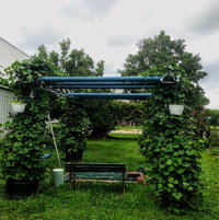 We made a pergola from old pipes. This year we grew purple pod peas, which completely covered the structure by the end of the season.