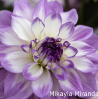 Mikayla Miranda:  7"/3.5ft ID Light Blend white to lavender pink.  Great tuber producer. EARLY/75