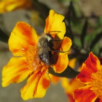 One of the last bees on French Marigolds ..