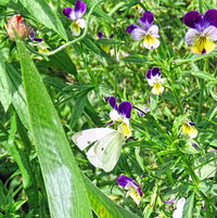 Cabbage White in Heartsease