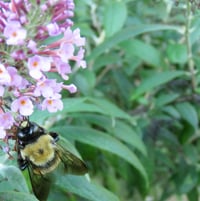 Carpenter Bee (m) on Buddleja ..