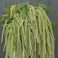 Amaranthus, Emerald Tassels:  View full-size imageRopes of lime-green, trailing blooms.Fantastic color and texture for fresh bouquets or large containers. When dried, the blooms turn from green to a light tan color that works well in fall arrangements. Common names include amaranth and tassel flower.