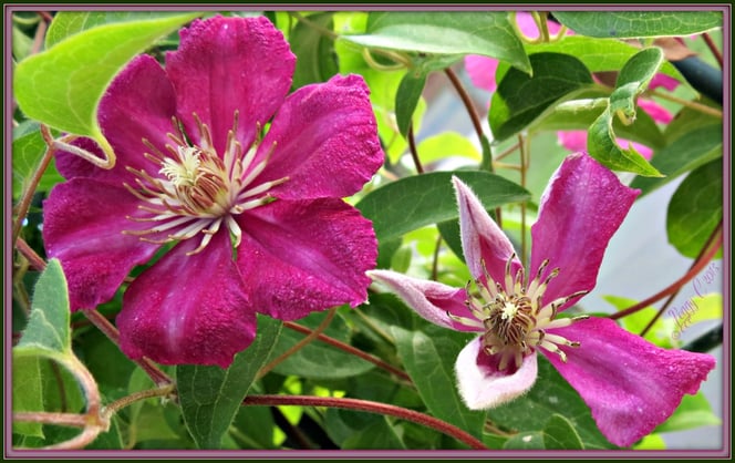Clematis - growing near the mailbox